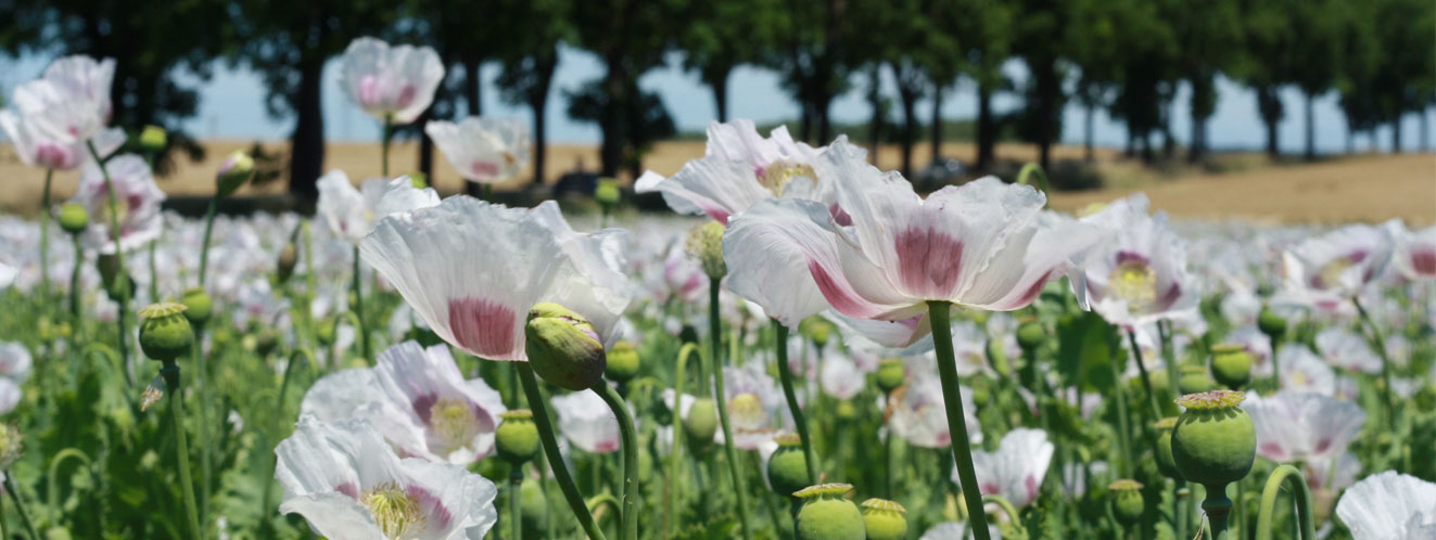 Champs de fleurs en Anjou